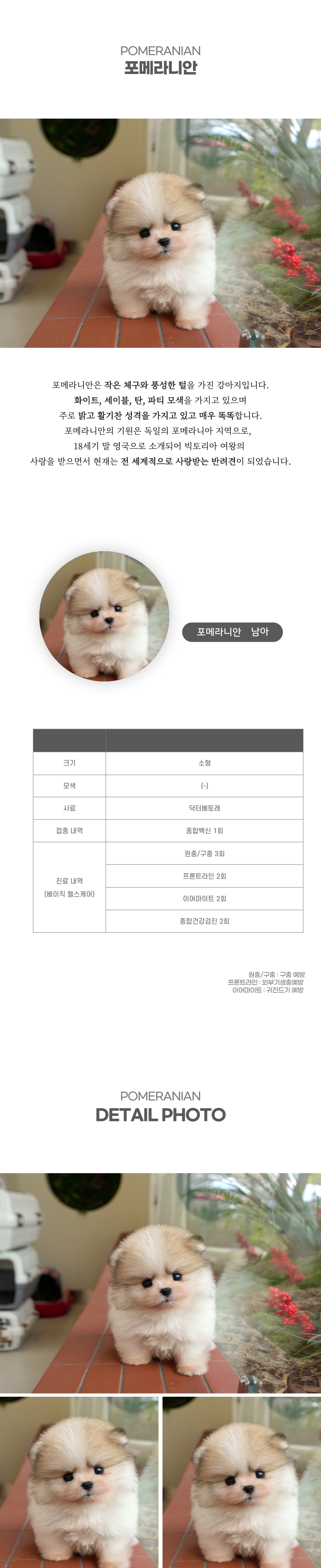 포메라니안_상세이미지_2